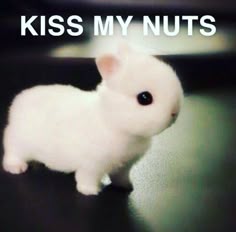 a small white rabbit sitting on top of a black table next to the words kiss my nuts