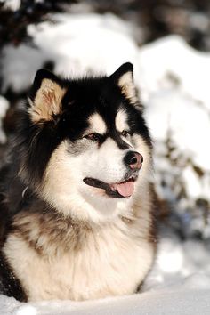 a husky dog sitting in the snow with his tongue out and it's eyes open