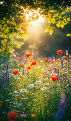 the sun shines brightly over a field full of wildflowers and daisies