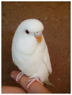 a small white bird sitting on top of a persons hand in front of a brown wall