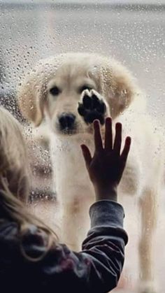 Dog Against Glass, Comforting Pet Photography Ideas, Dog Behind Glass Window, Rainy Day Pet Portrait, Rainy Day Dog Photography, Rainy Day Pet Photography, Dog By Window In Rain, Dog Reflection Photography, Rainy Day Dog Photo