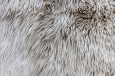 the fur on this animal is very soft