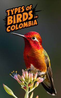 a colorful bird sitting on top of a flower with the words types of birds in colombia above it
