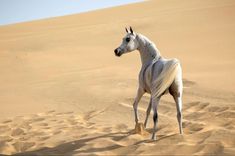 a white horse standing in the middle of a desert area with sand dunes behind it