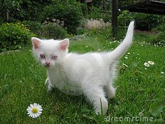 a white kitten walking across a lush green field