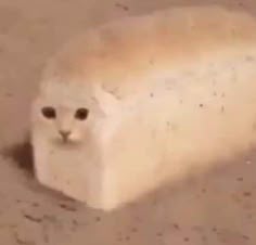 a white cat sitting on top of a floor next to a piece of bread that has been cut in half