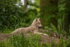 a white wolf laying on top of a lush green forest