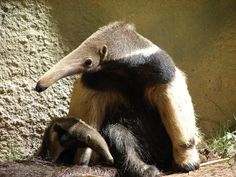 an antelope sitting on the ground in front of a wall