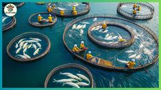 there are many fish in the water with people on them