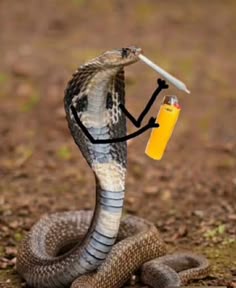 Cobra Pictures, King Cobra Wallpaper, King Cobra Snake Images, Pictures Of King Cobras, King Cobra Snake Wallpapers, Cobra Drink, Funny Snake Meme Wallpaper, King Cobra Snake Photo, Funny Frog And Snake Meme