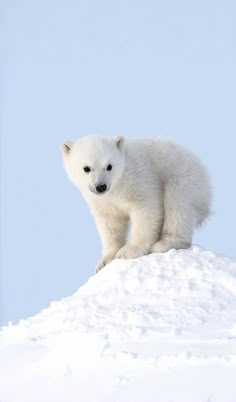 a small polar bear standing on top of a snow covered hill in the wintertime