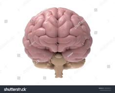 a human brain on a white background with clippings to the left and right side