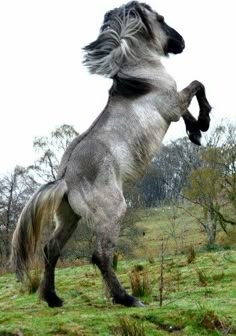 a grey horse is jumping in the air with its front legs spread out and it's mouth wide open