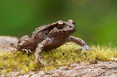 a frog sitting on top of a moss covered rock