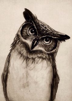 an owl is shown in black and white