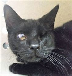 a black cat laying on top of a white floor next to a wall and looking at the camera