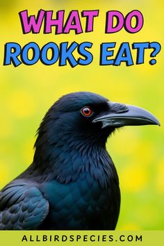 #WhatDoRooksEat #BirdDiet #Corvids #BirdWatching #SmartBirds #WildlifeFacts #BackyardBirding #NatureLovers