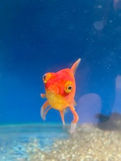 an orange fish swimming on top of sand in the ocean with blue water behind it