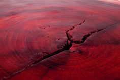 the red wood has been cut open and is ready to be used as a table top