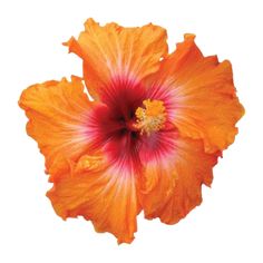 an orange and red flower on a white background