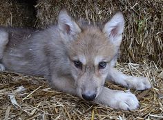 a baby wolf laying on top of dry grass next to hay and straw bales