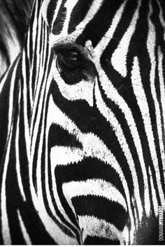 a close up view of the head and side of a zebra's face, black and white photograph