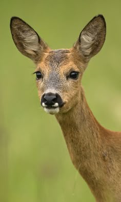 a young deer is looking at the camera