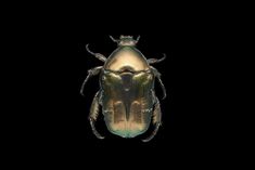 a beetle is shown in the dark on a black background