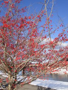 a tree with red berries on it in front of a lake and snow covered ground
