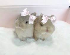 two small hamsters wearing bows on their ears