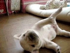 a small white dog laying on the floor with its paws up in the air and it's paw stretched out