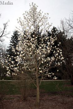 a tree with white flowers in the middle of a field