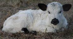 a black and white cow is laying in the grass with it's eyes closed