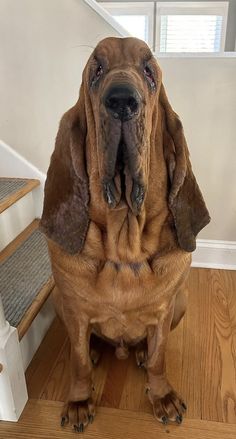 a brown dog sitting on top of a wooden floor next to a stair case with its mouth open