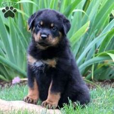 a small black and brown dog sitting in the grass