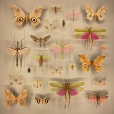 many different types of bugs and moths on display