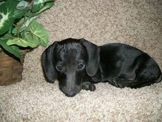 a small black dog laying on the floor next to a potted plant with green leaves