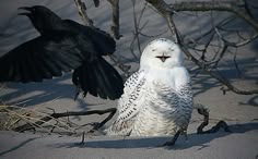 two birds are sitting in the sand next to each other and one has its wings spread out