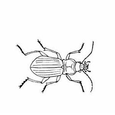 a bug that is black and white with lines on it's back side,