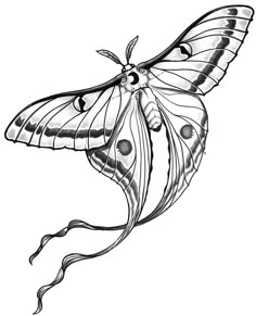 a black and white drawing of a butterfly with spots on it's wings, flying