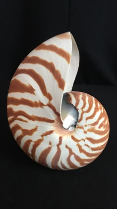 an unusual shell is shown on a black background