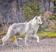 a lone wolf walking through the woods
