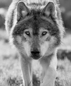 a black and white photo of a wolf walking in the grass with it's eyes open