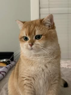 an orange and white cat sitting on top of a bed