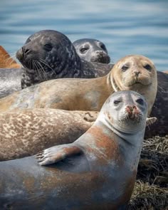 a group of sea lions sitting next to each other