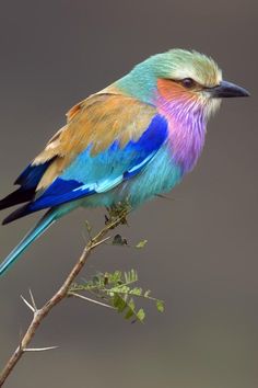 a colorful bird sitting on top of a tree branch