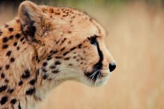 a cheetah is standing in tall grass looking at something to the side with it's eyes open