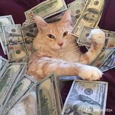 an orange and white cat laying on top of a pile of money with one paw in the air