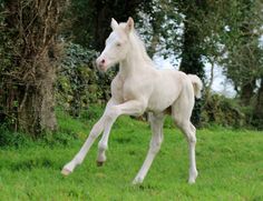a white horse is galloping through the grass