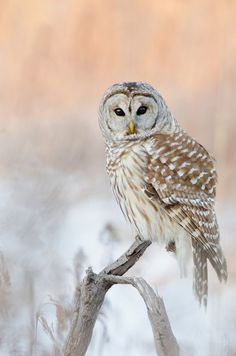 an owl sitting on top of a tree branch in the snow, with blurry background